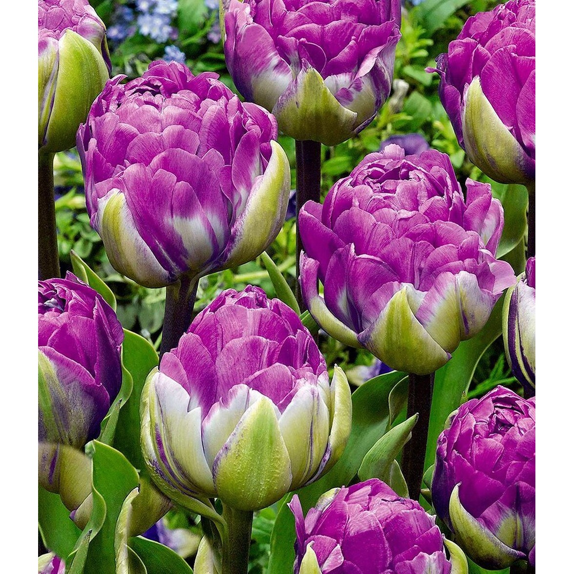 BALDURGarten Tulpe &quot;Blue Wow&quot;,10 Stück online kaufen