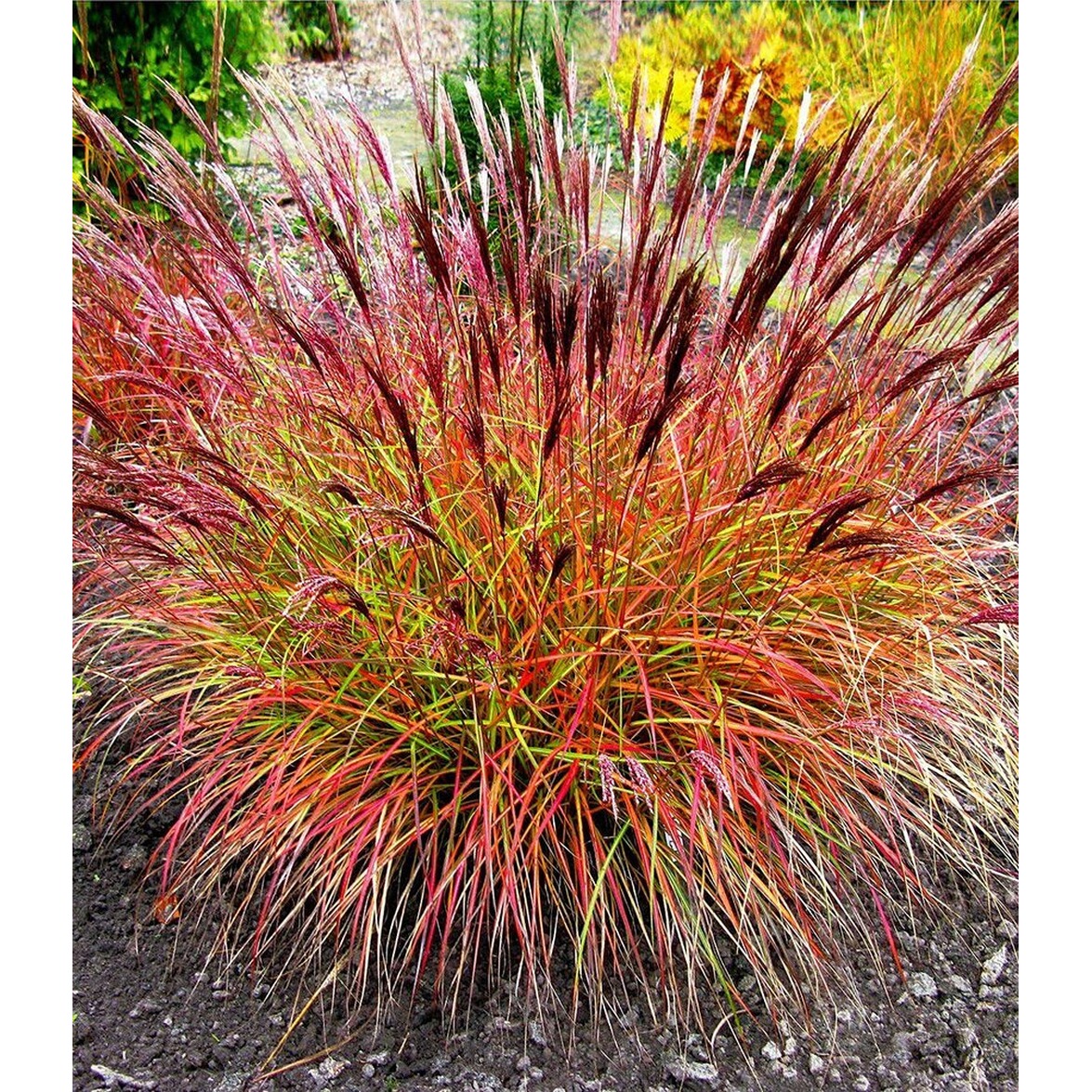 garten chinaschilf