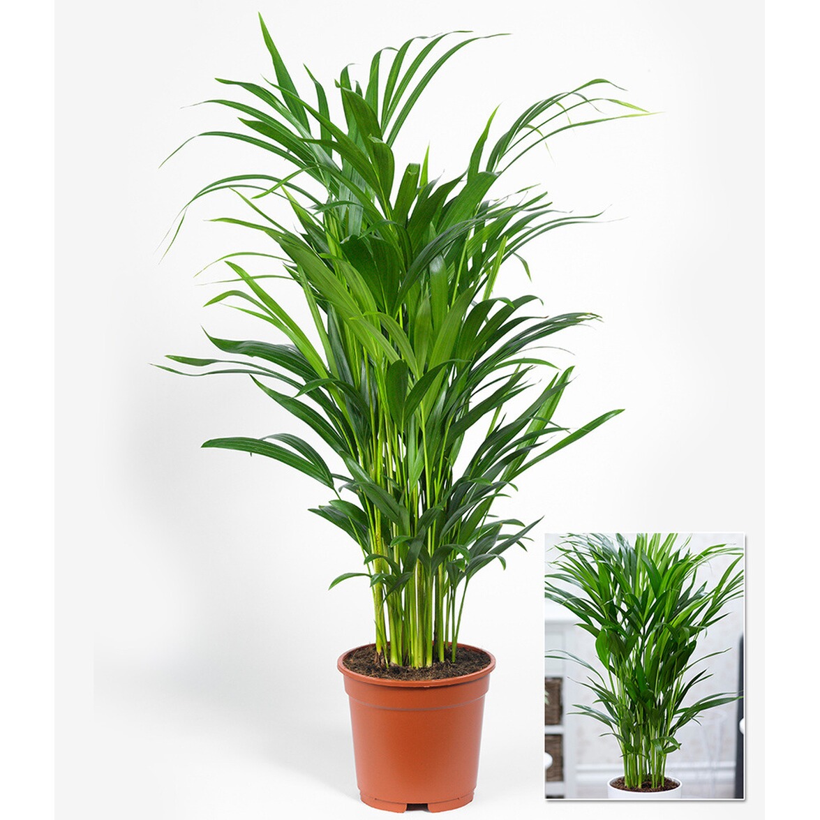 BALDURGarten Areca Palme ca. 50 cm hoch,1 Pflanze online