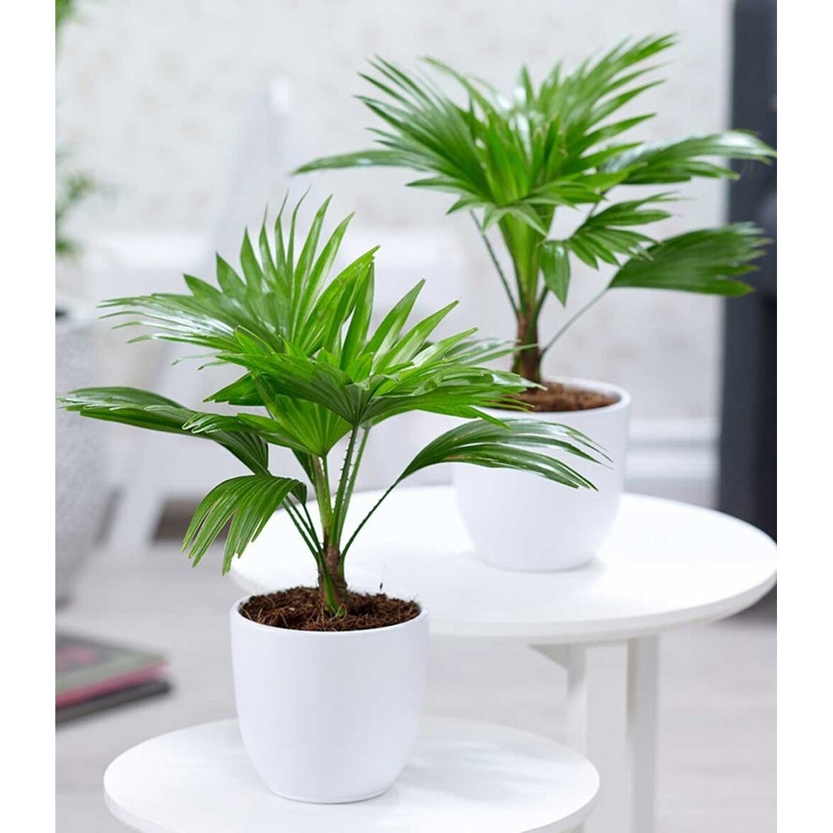 BALDUR-Garten Palmen Duo,2 Pflanzen online kaufen | Die moderne Hausfrau