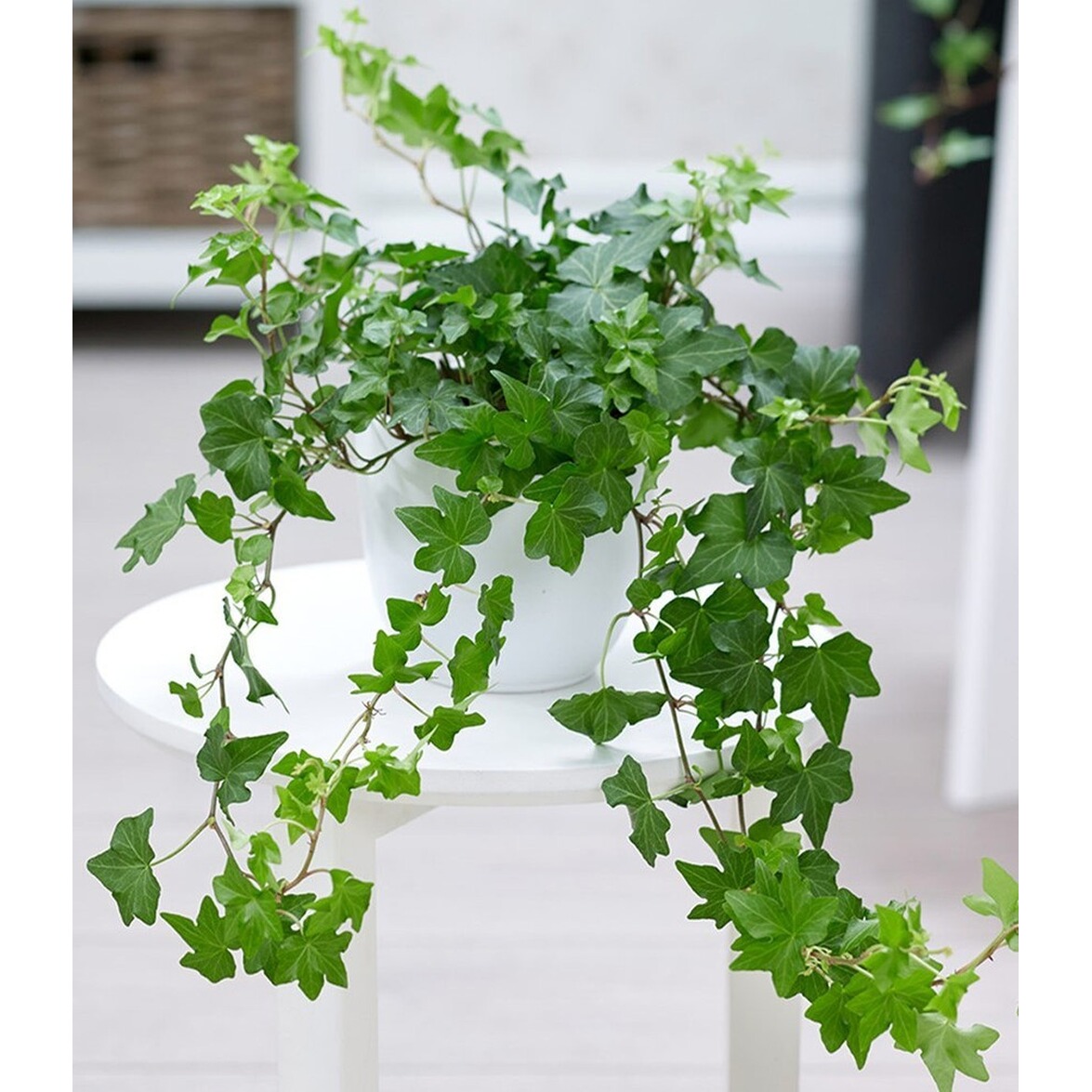 BALDURGarten Efeu,1 Pflanze online kaufen Die moderne