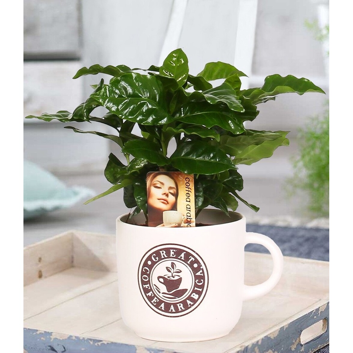 BALDURGarten Coffea Arabica im Barista Keramiktopf