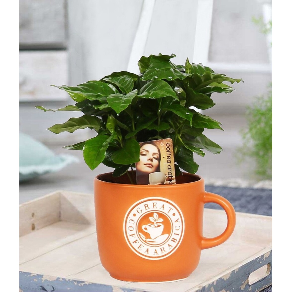 BALDURGarten Coffea Arabica im Barista Keramiktopf