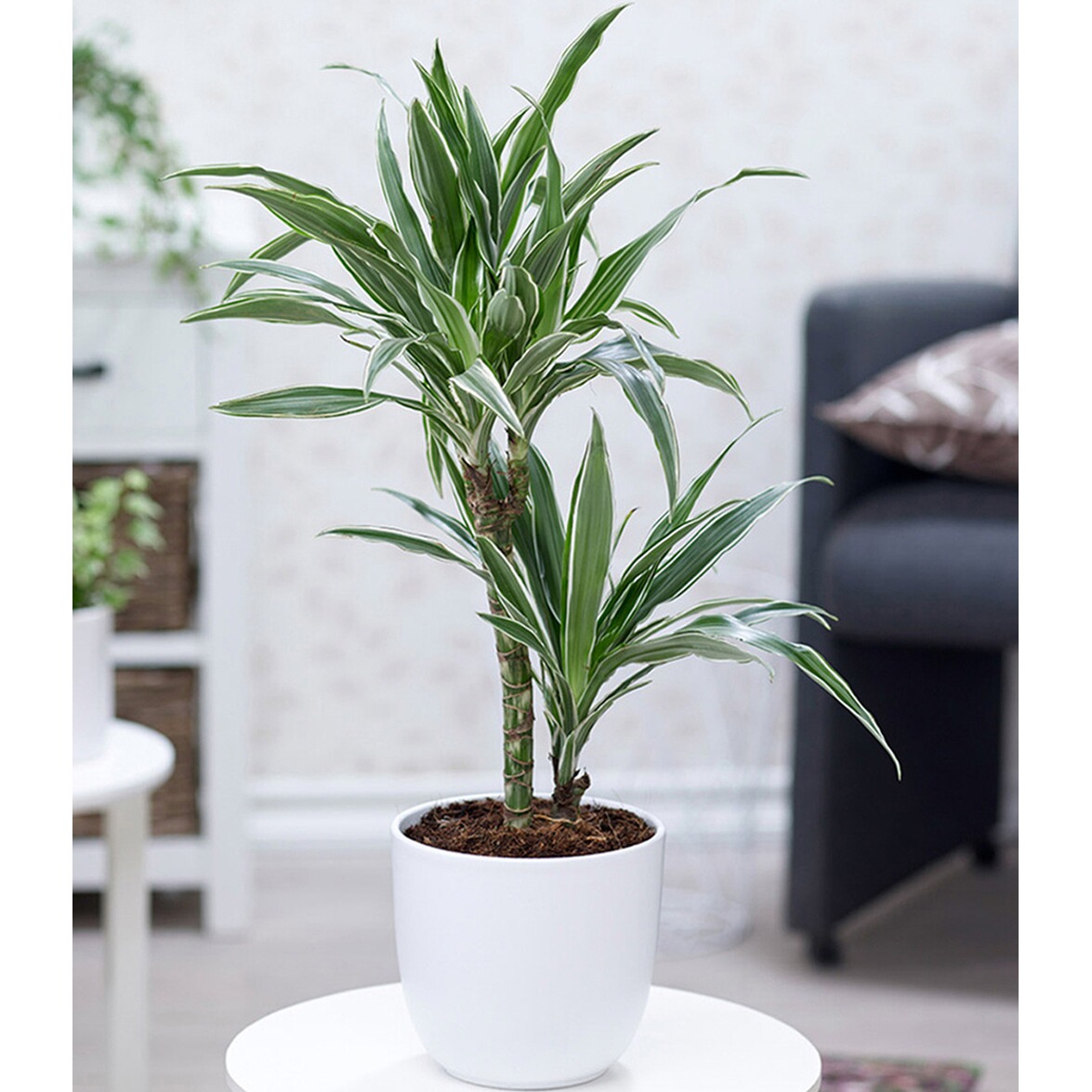 ZimmerpflanzenMix "Palme XXL",3 Pflanzen online kaufen
