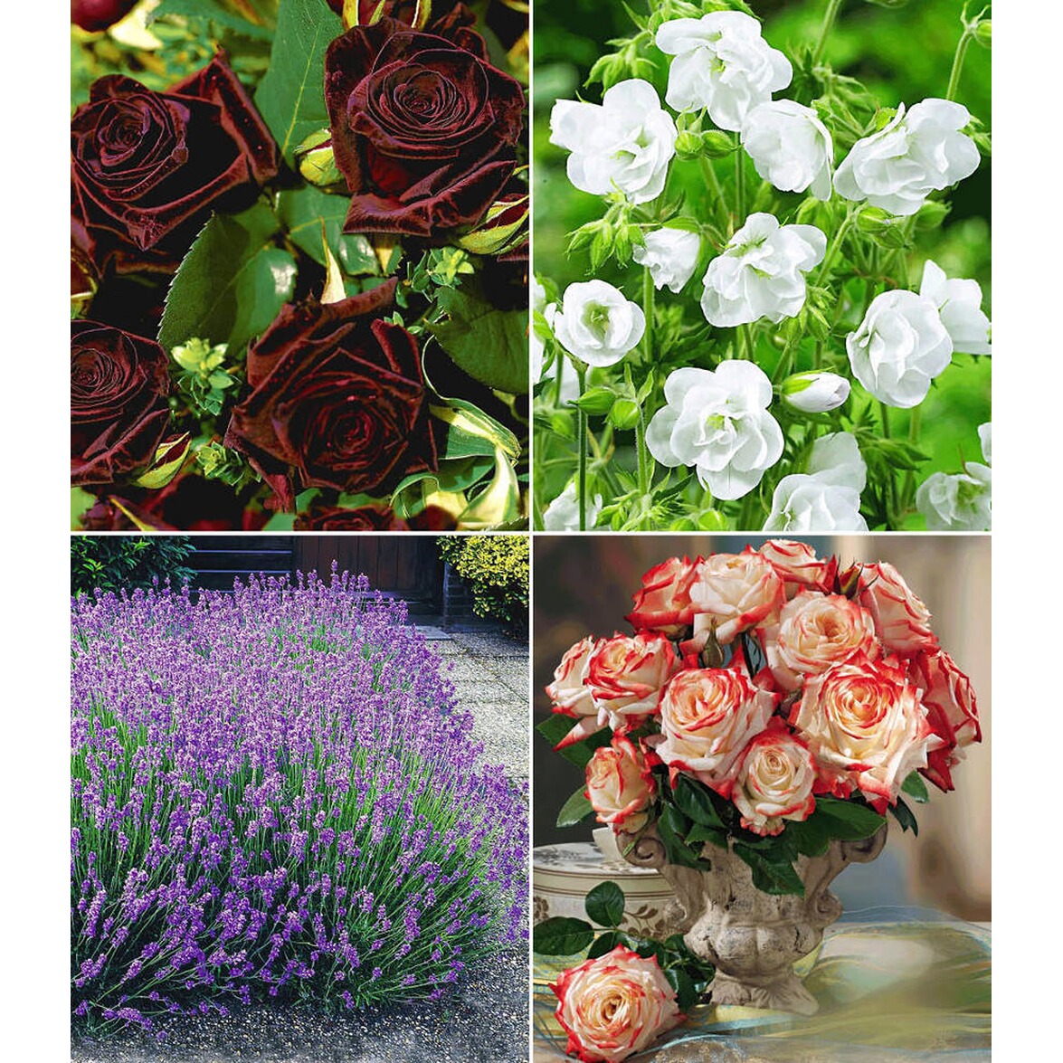 BALDURGarten Winterhartes Gartenbeet "Rosen & Stauden",7