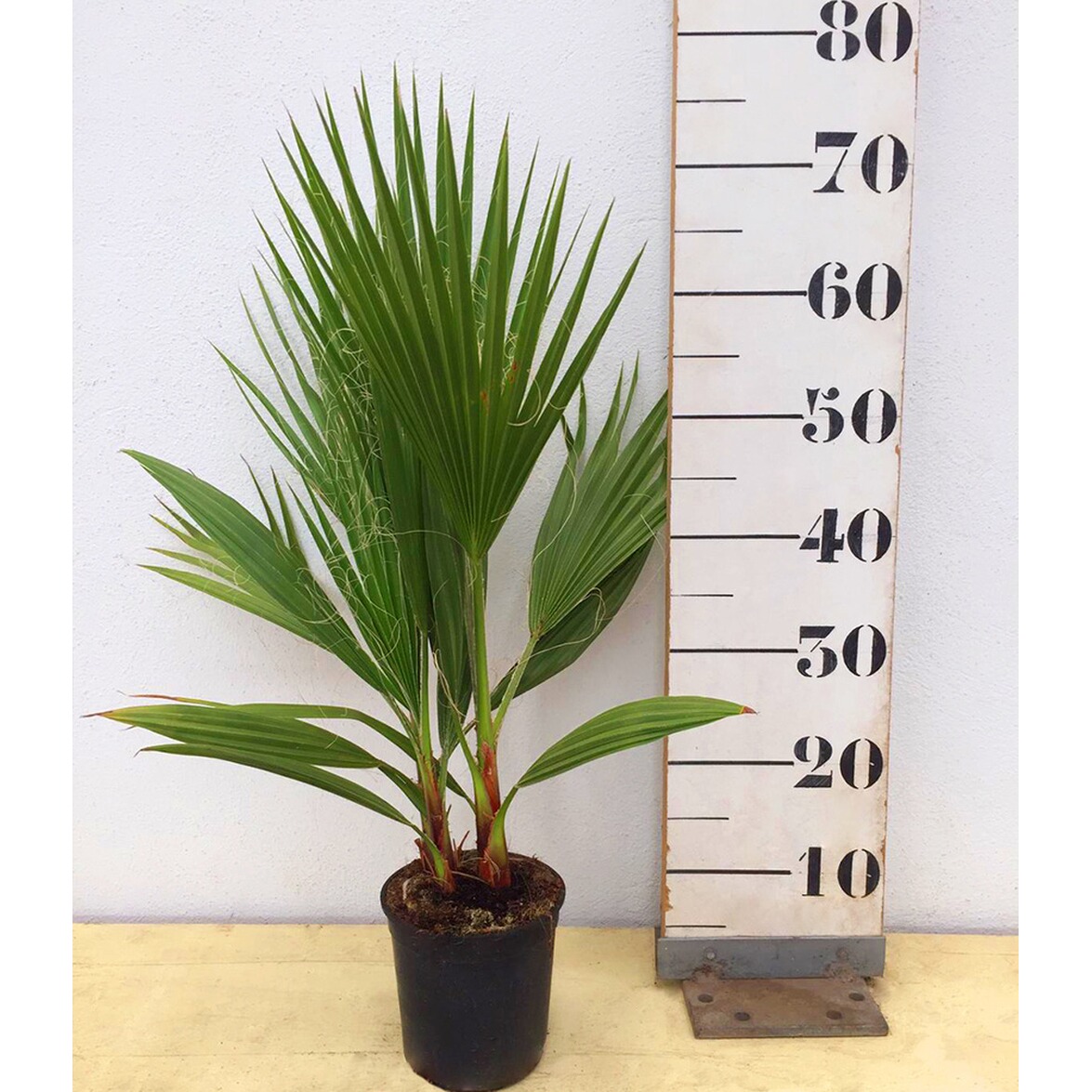 BALDURGarten Washingtonpalme,1 Pflanze online kaufen