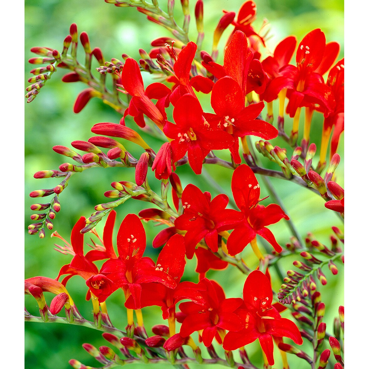 BALDURGarten Montbretie "Lucifer",20 Zwiebeln online