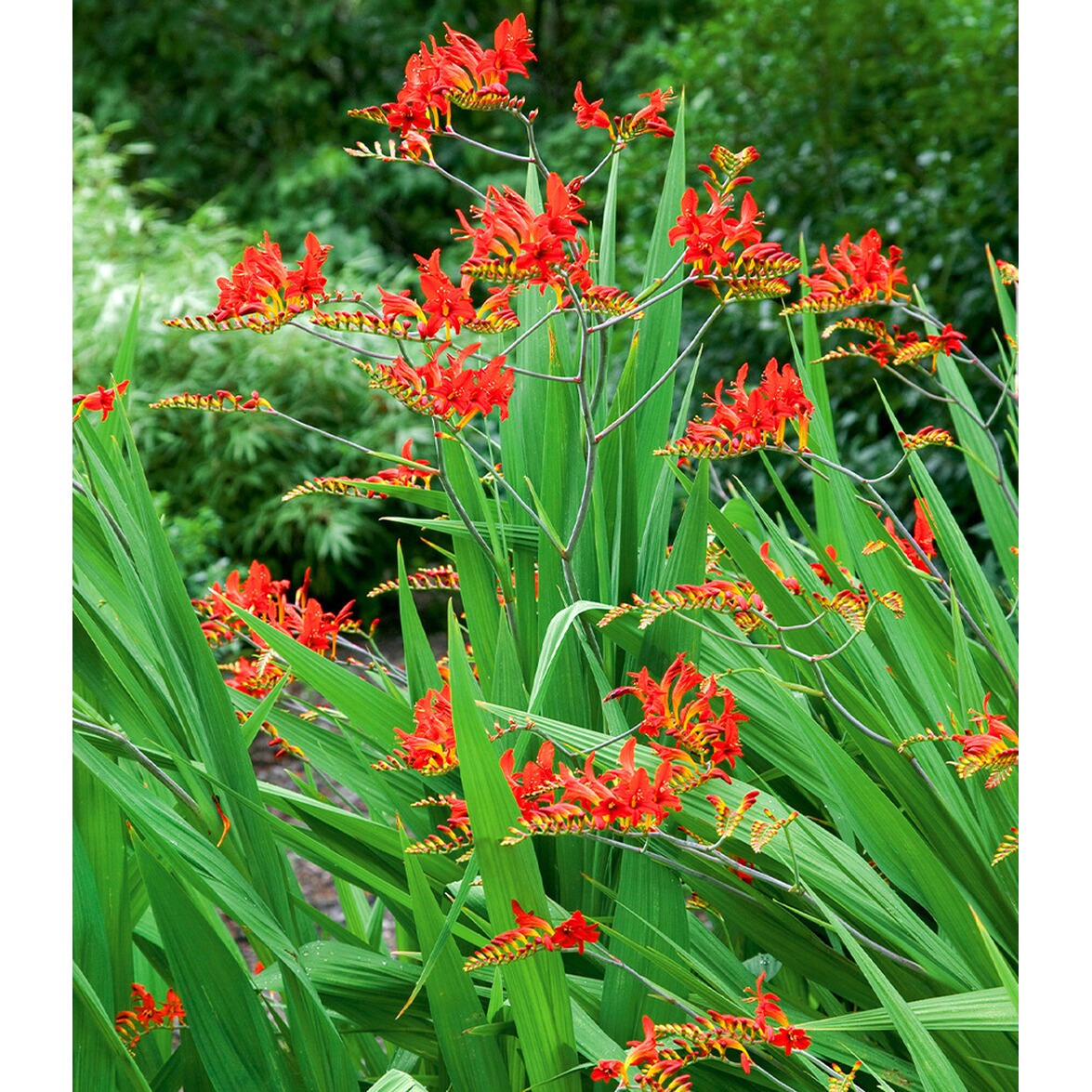 BALDURGarten Montbretie "Lucifer",20 Zwiebeln online
