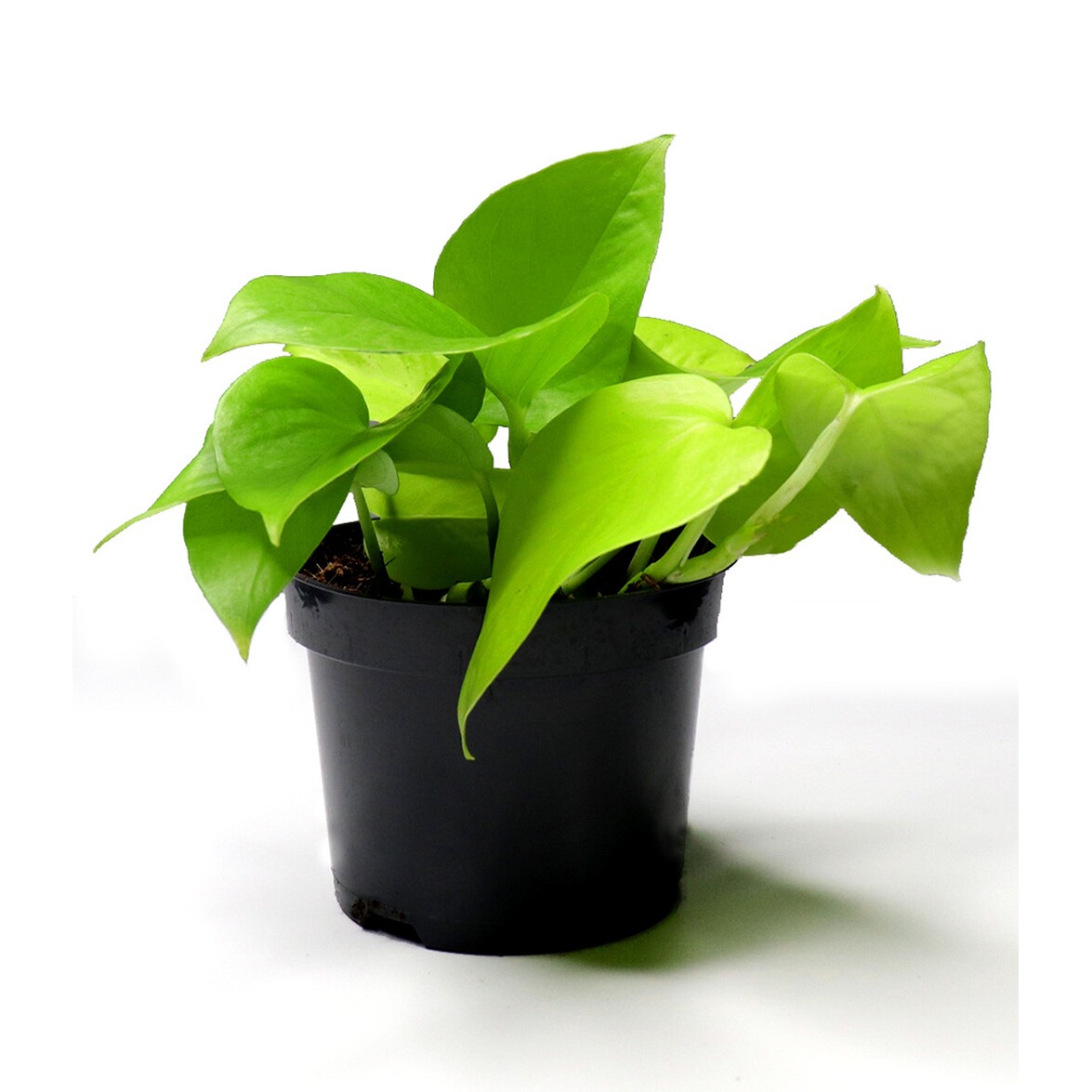 Efeutute "Golden Pothos";1 Pflanze online kaufen Die moderne Hausfrau