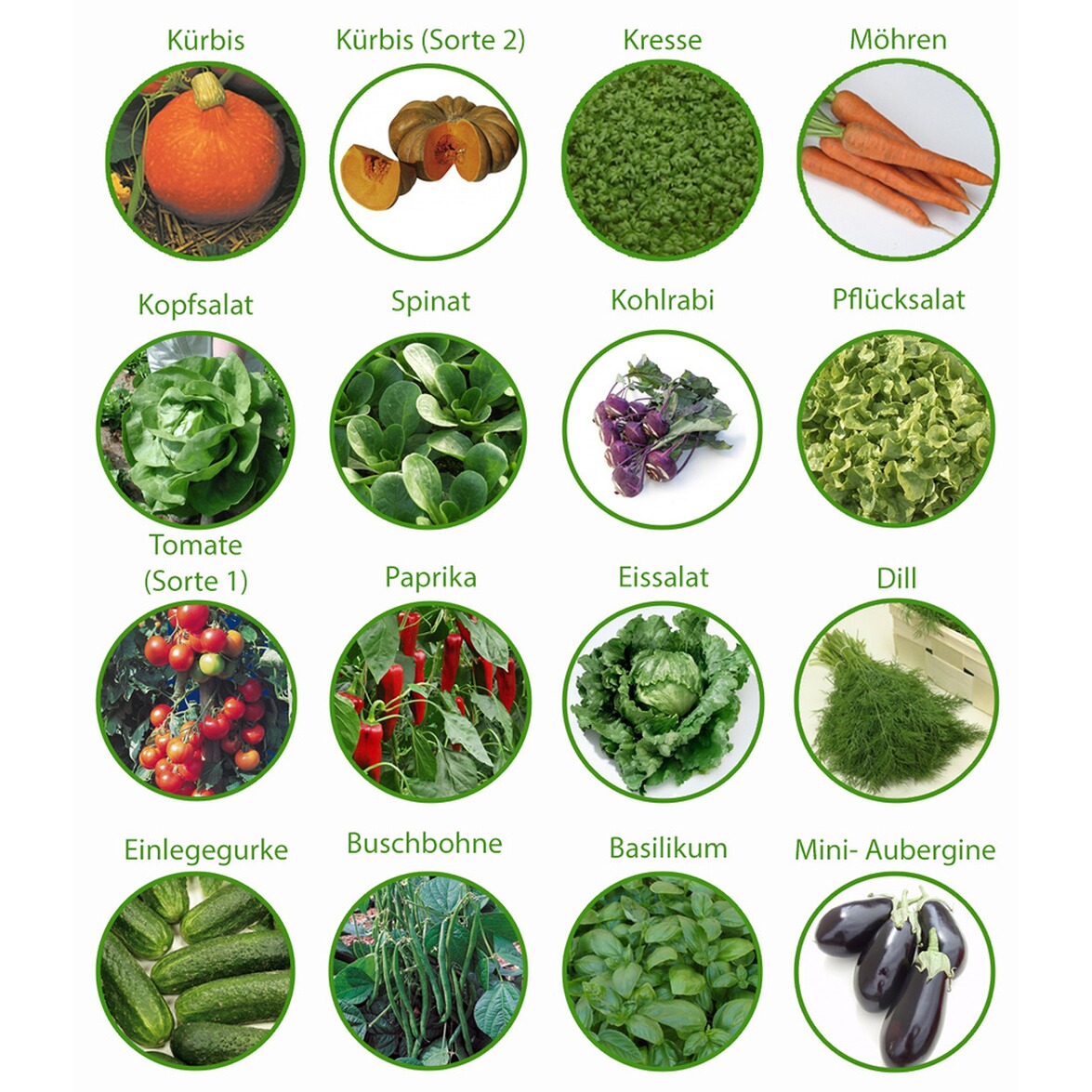 Selbstversorger Saatgut-Box,1 Set online kaufen | Die moderne Hausfrau