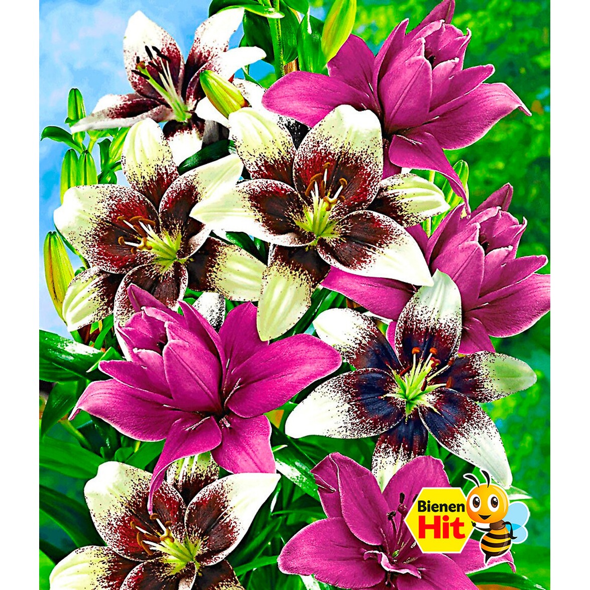 BALDURGarten LilienMix �Tango & Lilac�, 5 Zwiebeln