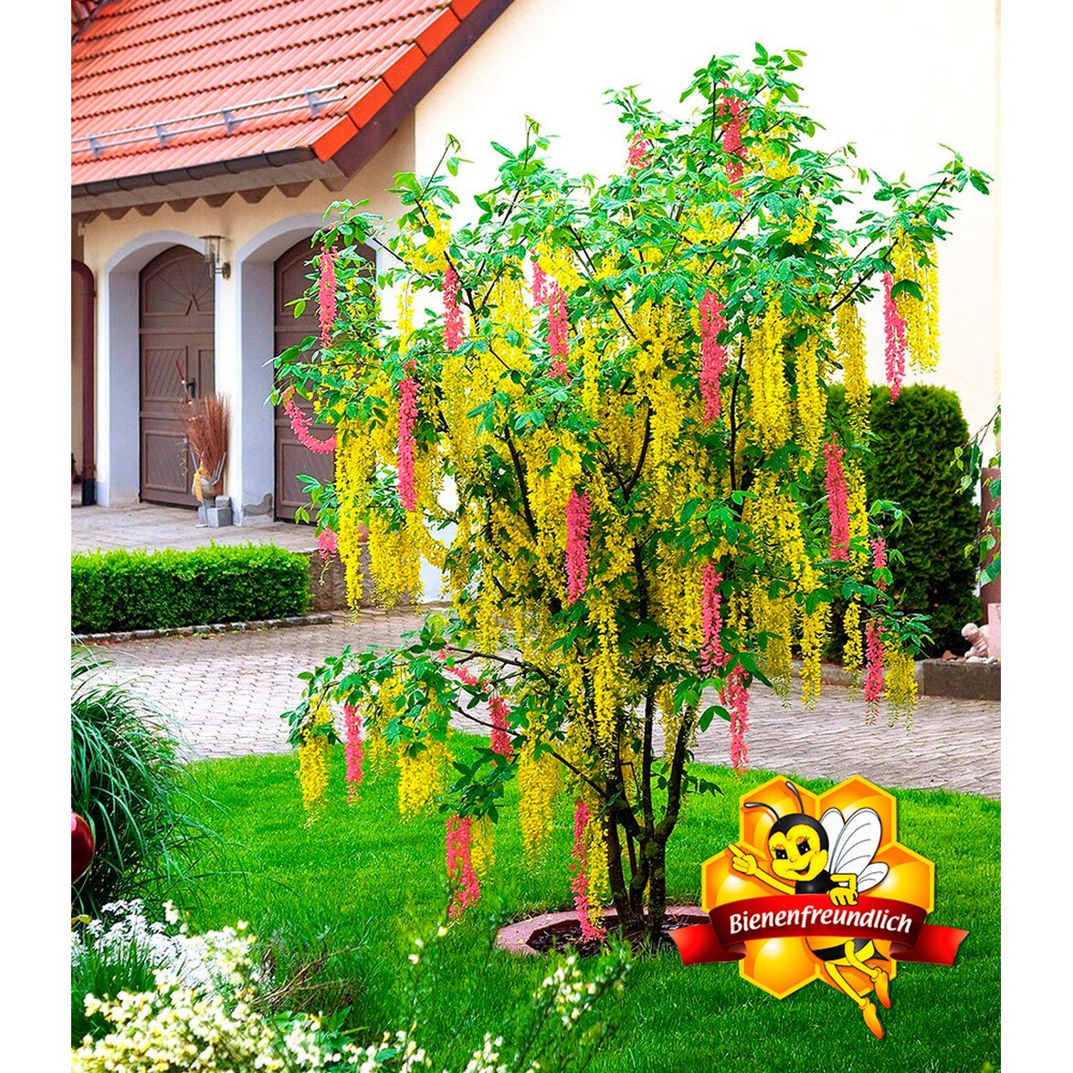 BALDURGarten ChimärenGoldregen, 1 Pflanze Laburnocytisus