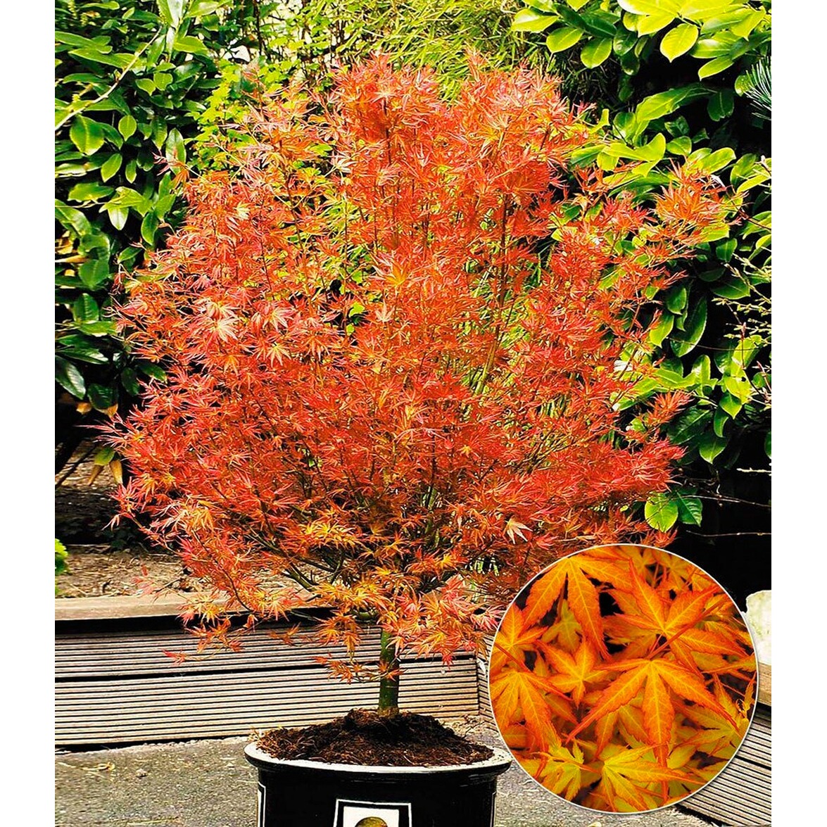 BALDUR Garten Japanischer Ahorn Katsura 1 Pflanze Acer BALDUR Garten Japanischer Ahorn Katsura 1 Pflanze Acer