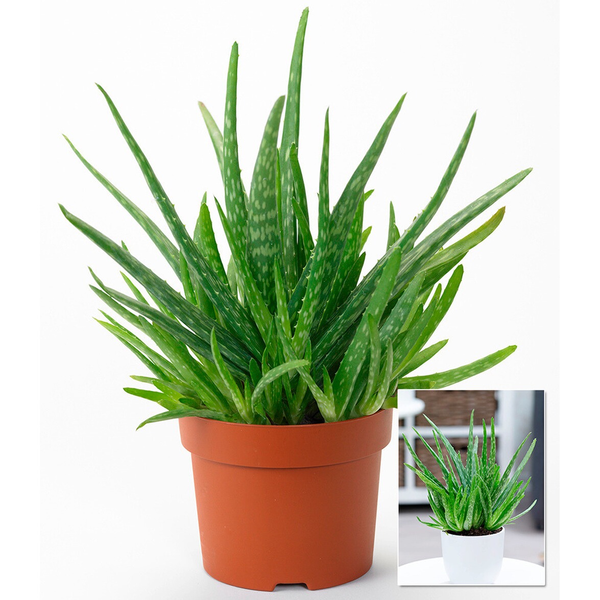 BALDURGarten Aloe Vera ,1 Pflanze online kaufen Die