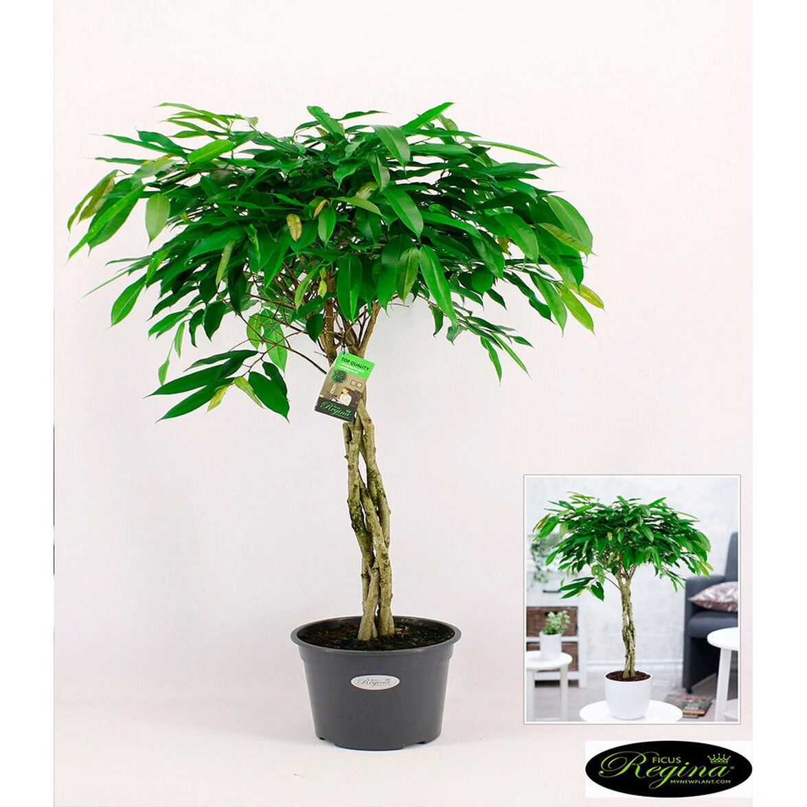 BALDURGarten Ficus Amstel King mit geflochtenem Stamm,1