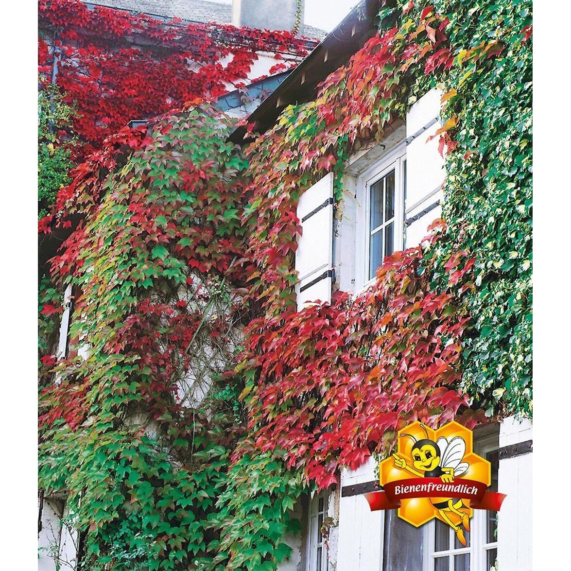 BALDUR-Garten Wilder Wein 'Veitchii', 1 Pflanze ...
