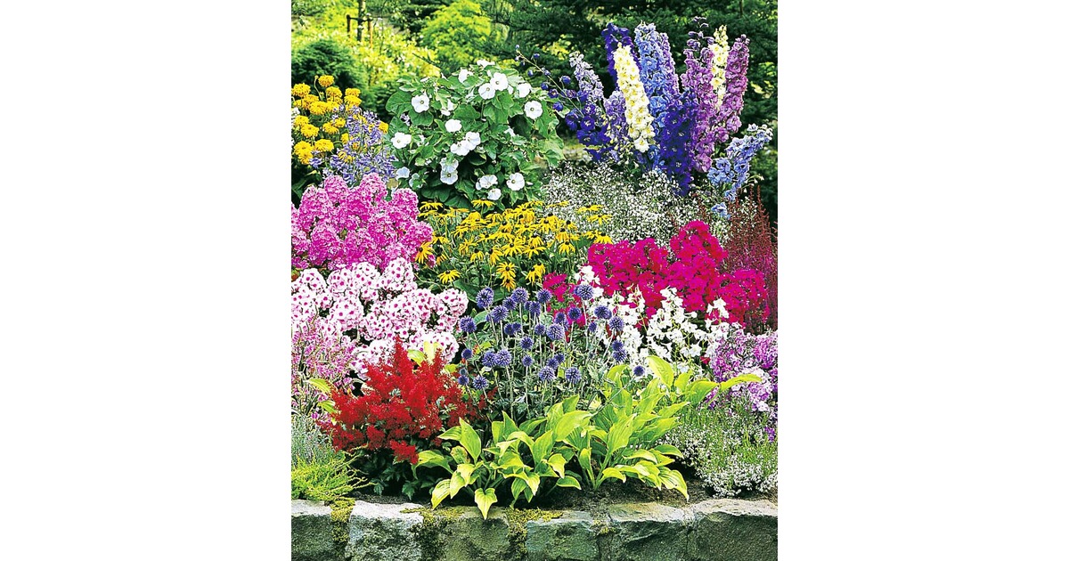 baldur garten buntes staudenbeet multi colour staudengarten stauden sortiment 12 pflanzen online kaufen die moderne hausfrau