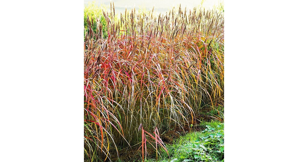 BALDUR-Garten Miscanthus-Hecke Chinaschilf, 3 Pflanzen ...