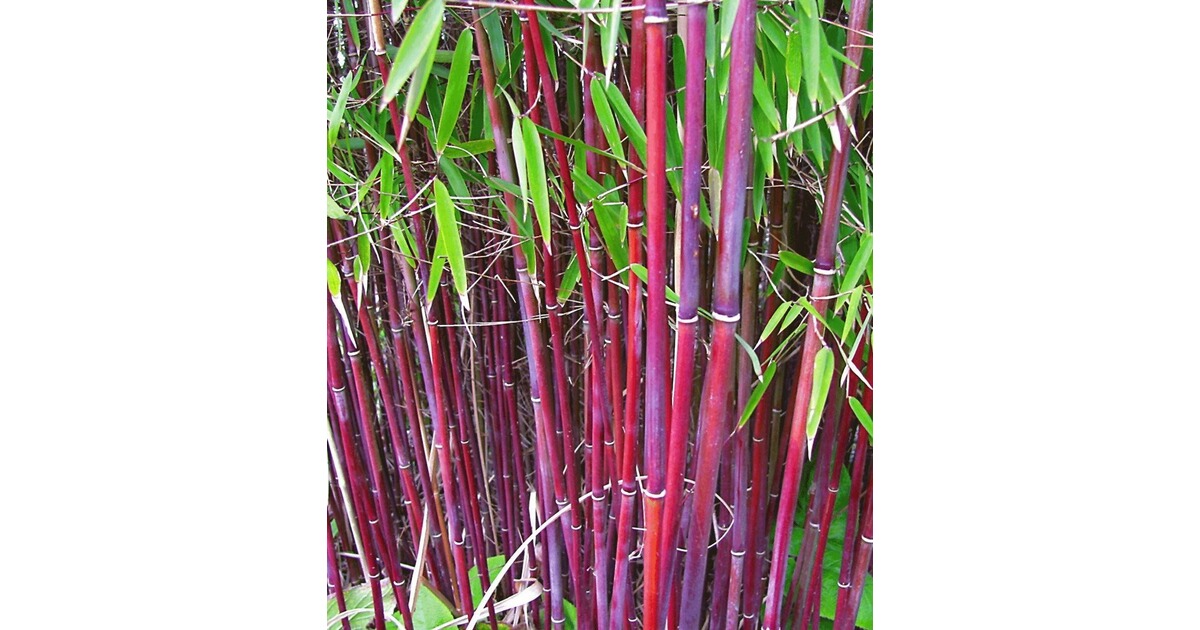 BALDURGarten Roter Bambus �Chinese Wonder�, 1 Pflanze