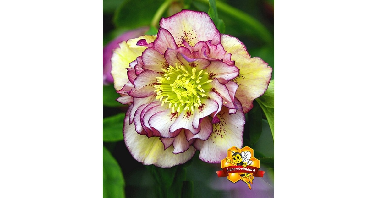 BALDURGarten Christrosen �Double Ellen Picotée�, 1