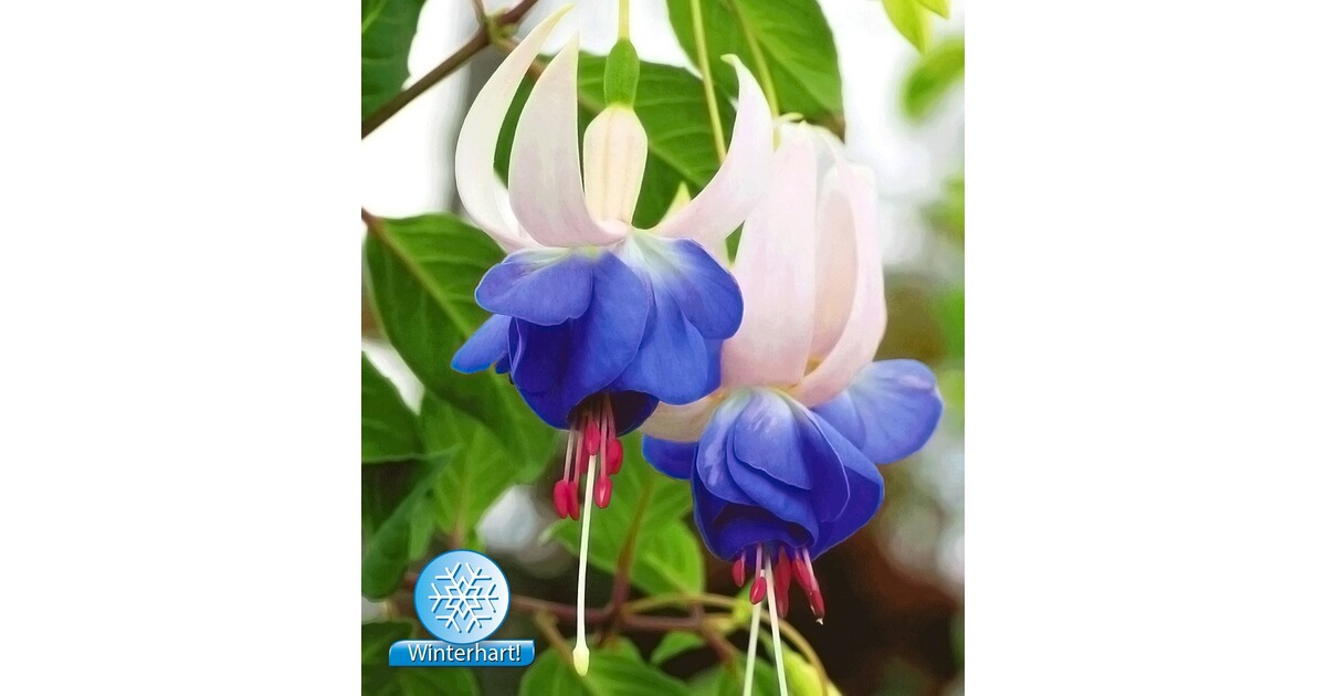 BALDUR-Garten Winterharte Fuchsien 'Blue Sarah', 3 Pflanzen Fuchsia