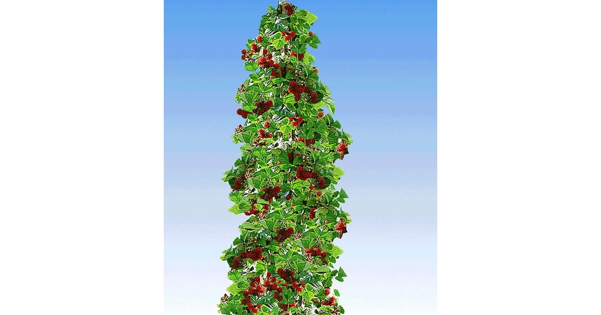 BALDURGarten SäulenTayberry �Buckingham�, 1 Pflanze