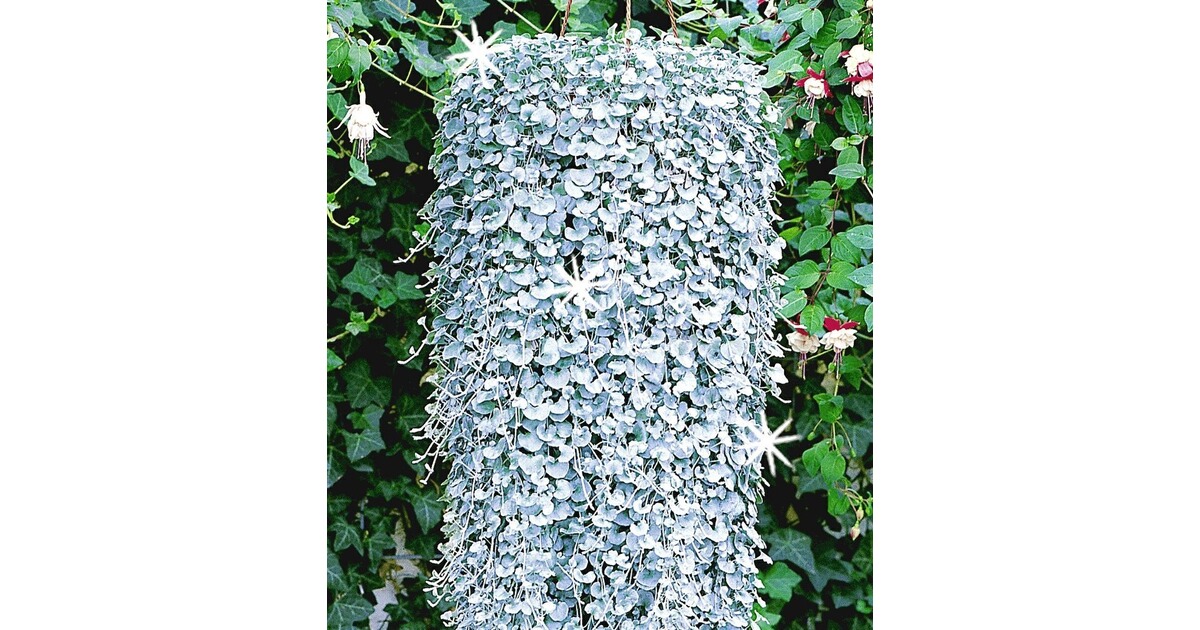 BALDURGarten Dichondra "Silver Falls",3 Pflanzen