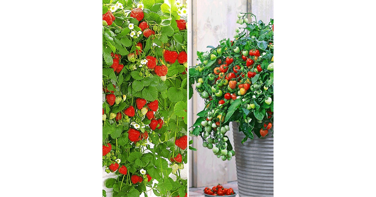 BALDURGarten HängeErdbeere Hummi®, 3 Pflanzen & Hänge