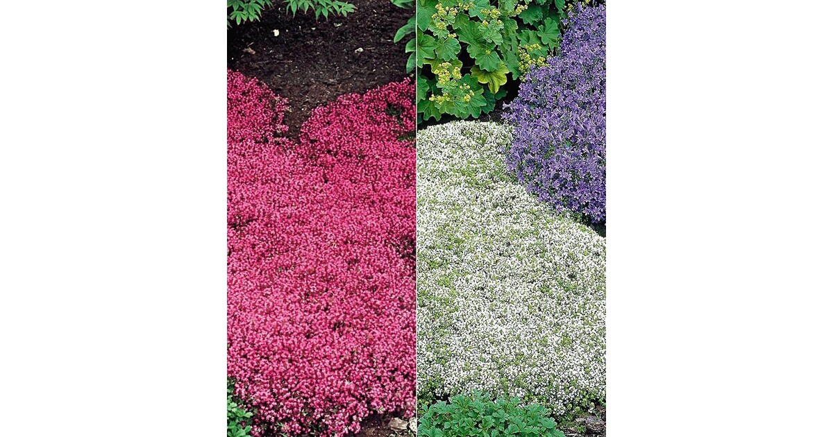 Bodendecker winterhart Thymian-Kollektion rot und weiß 6 Pflanzen