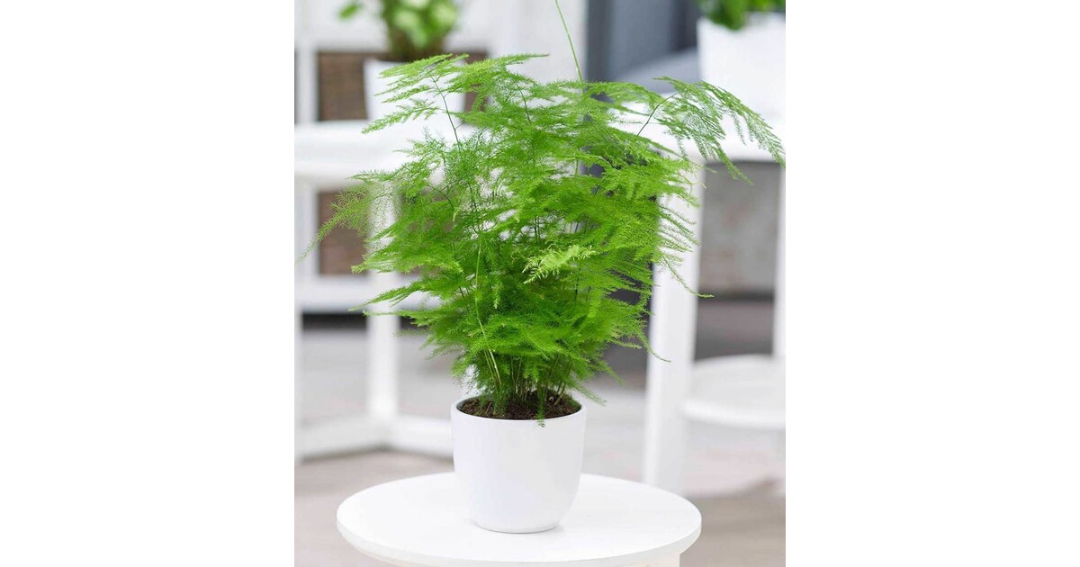 BALDURGarten Asparagus Plumosa, 1Pflanze online kaufen