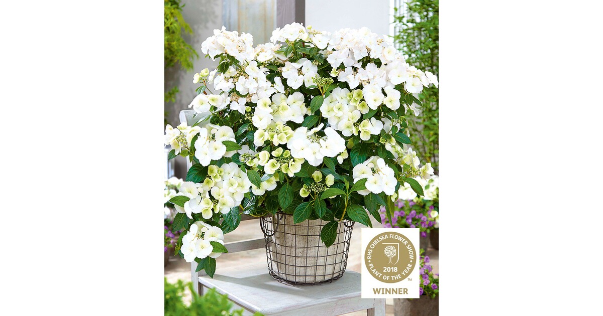 BALDURGarten GirlandenHortensie "Runaway Bride®",1