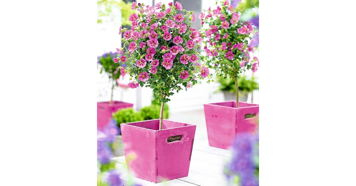Kapmalven-Stämmchen "Elegans",1 Pflanze online kaufen ...