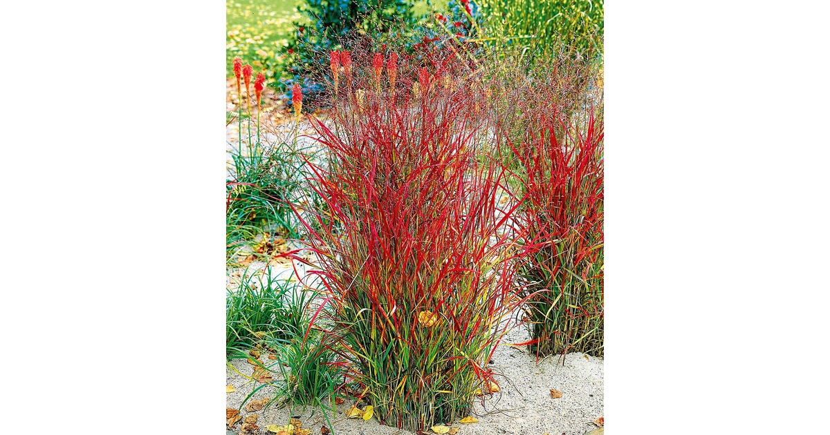 BALDURGarten Ziergras "Roter Strahl",1 Pflanze online