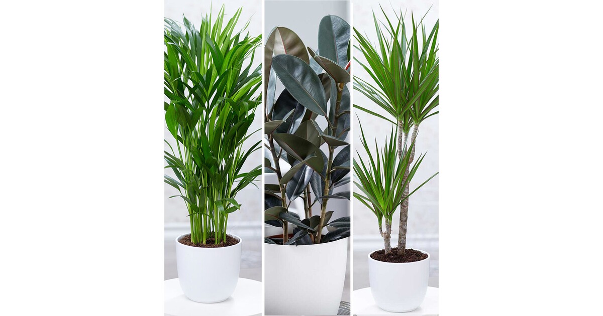 BALDUR-Garten Zimmerpflanzen-Mix "XXL",3 Pflanzen online kaufen | Die
