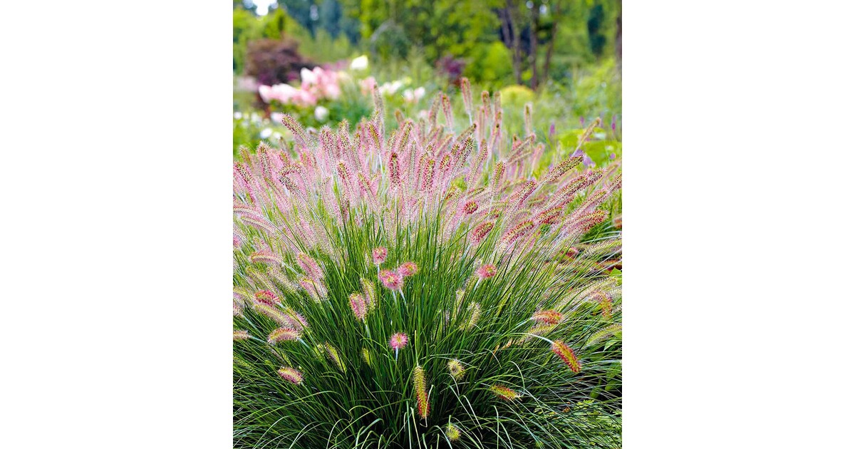 BALDURGarten Lampenputzergras "Hameln",3 Pflanzen online