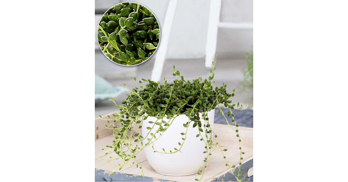 BALDURGarten Erbsenpflanze "Senecio herreianus",1 Pflanze