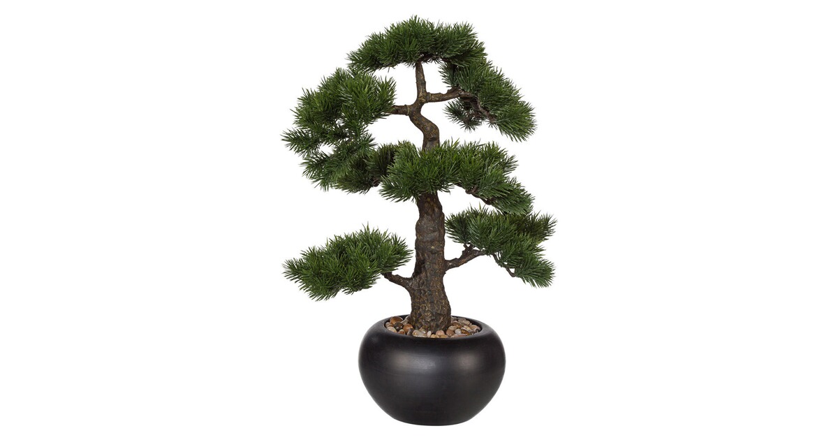 Bonsai Kiefer, Keramiktopf schwarz online kaufen Die