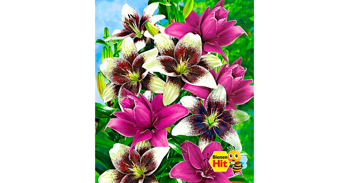 BALDURGarten LilienMix �Tango & Lilac�, 5 Zwiebeln