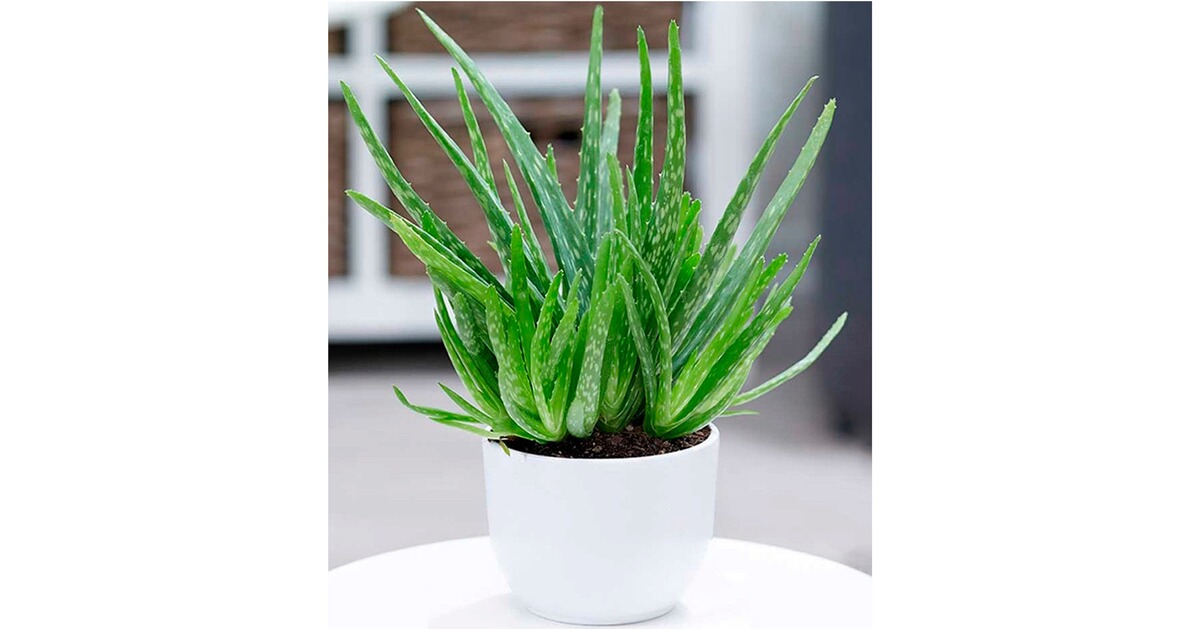 BALDURGarten Aloe Vera ,1 Pflanze online kaufen Die