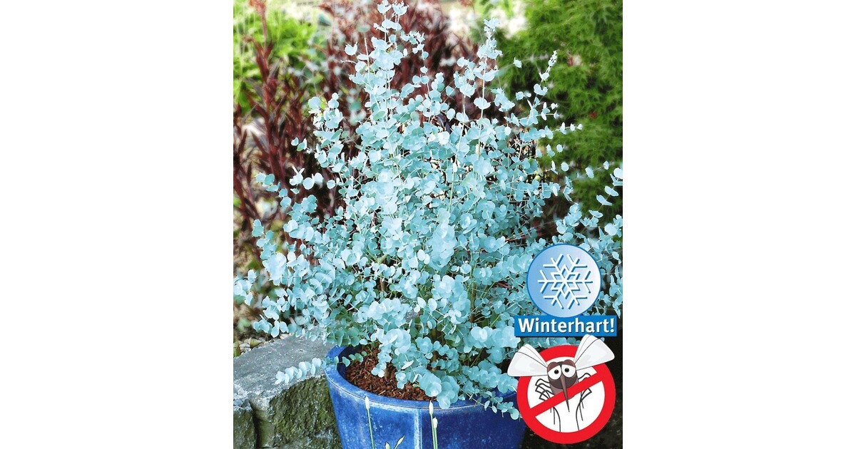 Baldur Garten Winterharter Eukalyptus Azura 1 Pflanze