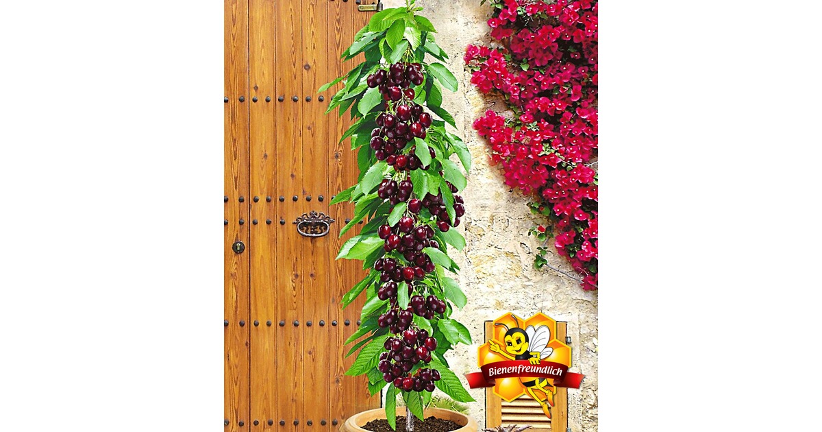 BALDURGarten Säulenkirsche �Garden Bing®�, Kirschbaum 1
