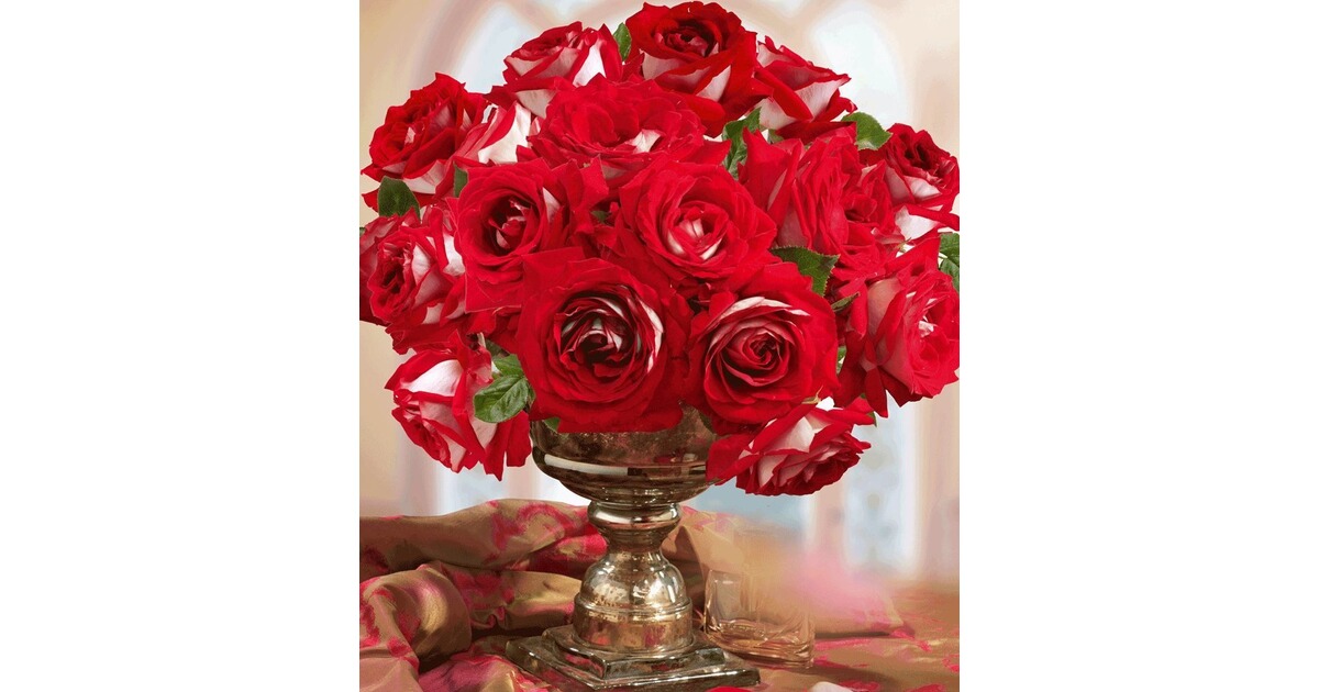 1 Pflanze Edelrose Baldur Garten Delbard Rosen Chateau De