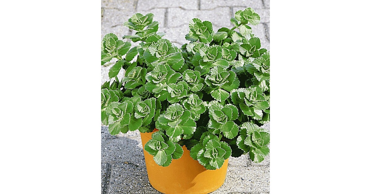 Coleus Canin Verpiss Dich Pflanze 3 Pflanzen Katzenschreck