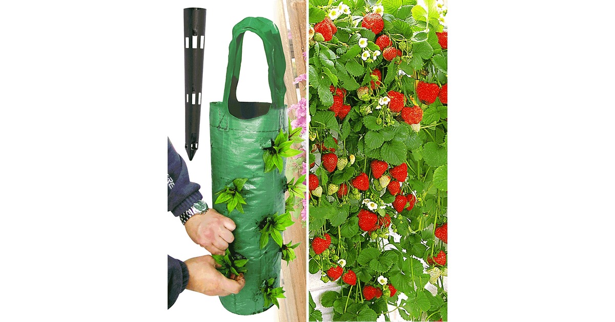 BALDURGarten HängeErdbeere® �Hummi®� 3 Pflanzen