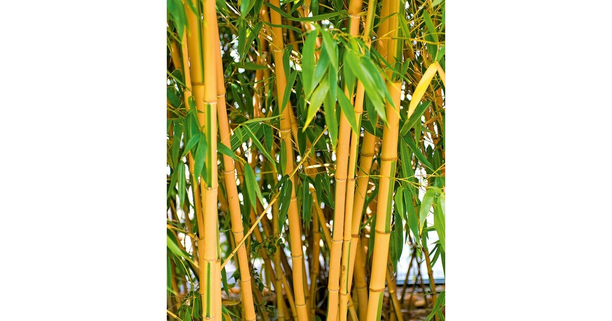 Goldener Peking Bambus 1 Pflanze Online Kaufen Die Moderne Hausfrau