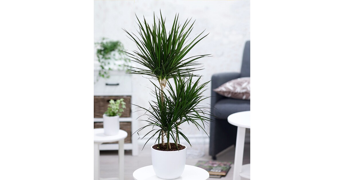 BALDURGarten Dracena "Marginata" 100 cm hoch,1 Pflanze