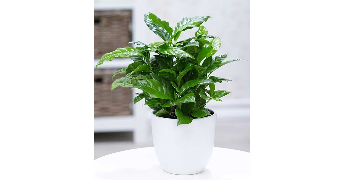 BALDUR-Garten Coffea arabica,1 Pflanze online kaufen | Die moderne Hausfrau