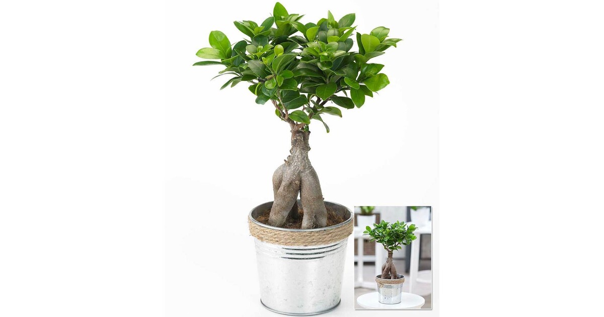 Ficus Ginseng im Zinktopf,1Pflanze online kaufen | Die ...