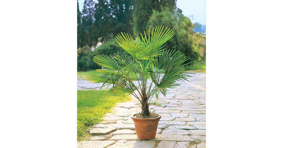Winterharte Kubel Palme Im 19 Cm Topf 1 Pflanze Online Kaufen Die Moderne Hausfrau