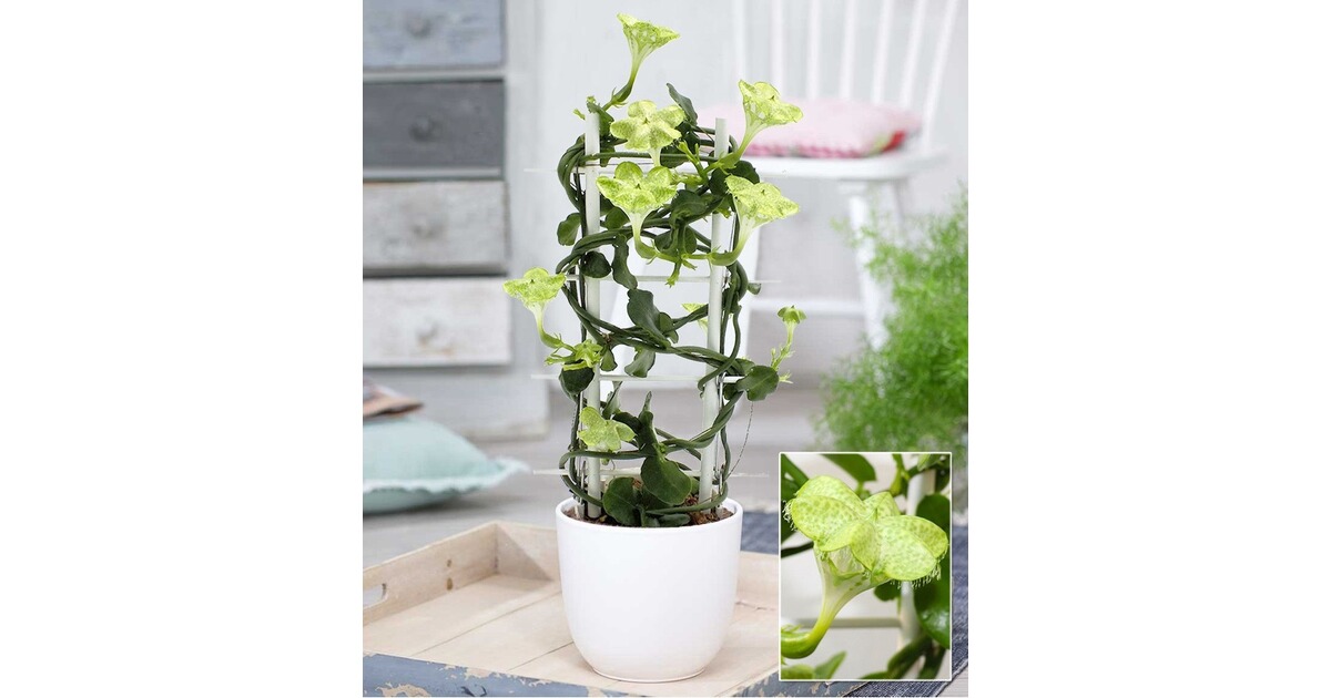 BALDURGarten Kletternde Leuchterblume,1 Pflanze online